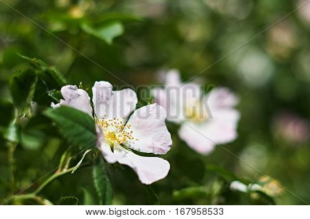 bright flower among green leaves in spring