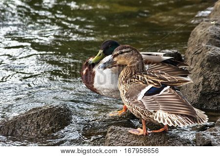 wild ducks standing on the rocks on the banks of the river
