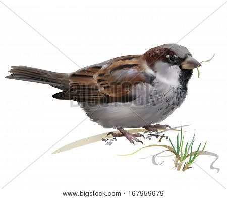 Sparrow - Passer domesticus.
Hand drawn vector illustration of a male house sparrow picking grass for building nest on white background.