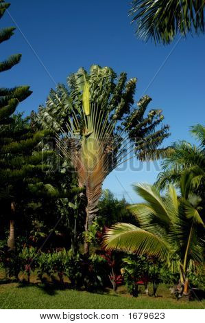 Rejser Palm rejser med Sun