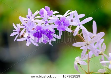 Violet flower of Petrea Flowers on tree.