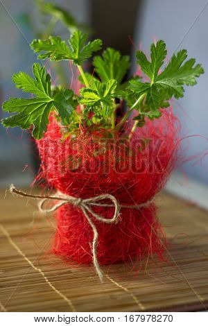 Heranium Home Plant. Lemon Scented Heranium In Red Flowerpot.
