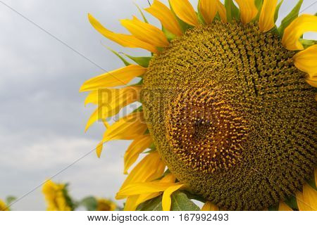 Sunflower close up on a large field