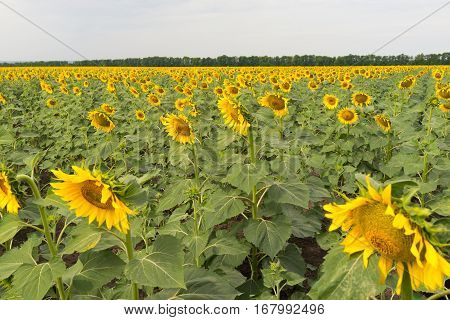 A vast field sown with yellow sunflowers