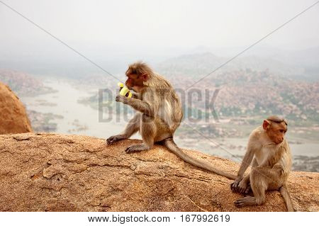 Monkey sitting and eats a banana near Hanuman Monkey Temple in Hampi Karnataka India