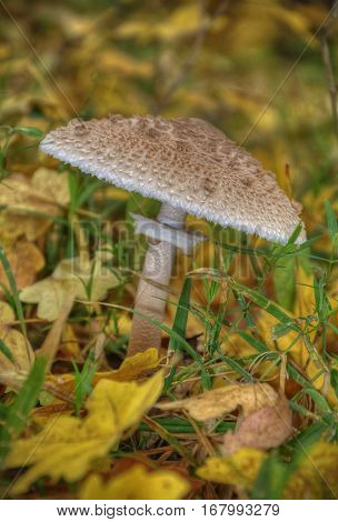 Mushrooms with latin name agaricus silvaticus in a forest glade.