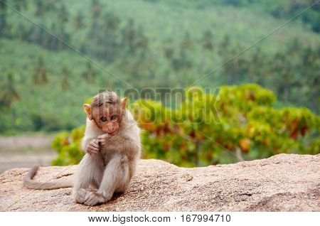 the nice baby of monkey is taken pictures, feels shy
