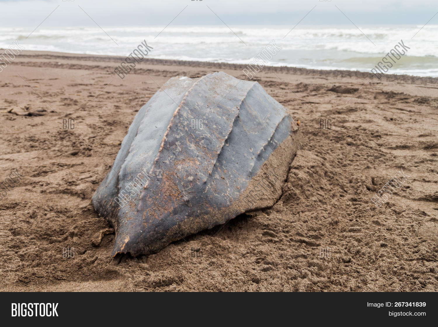 Empty Shell Dead Image & Photo (Free Trial) | Bigstock