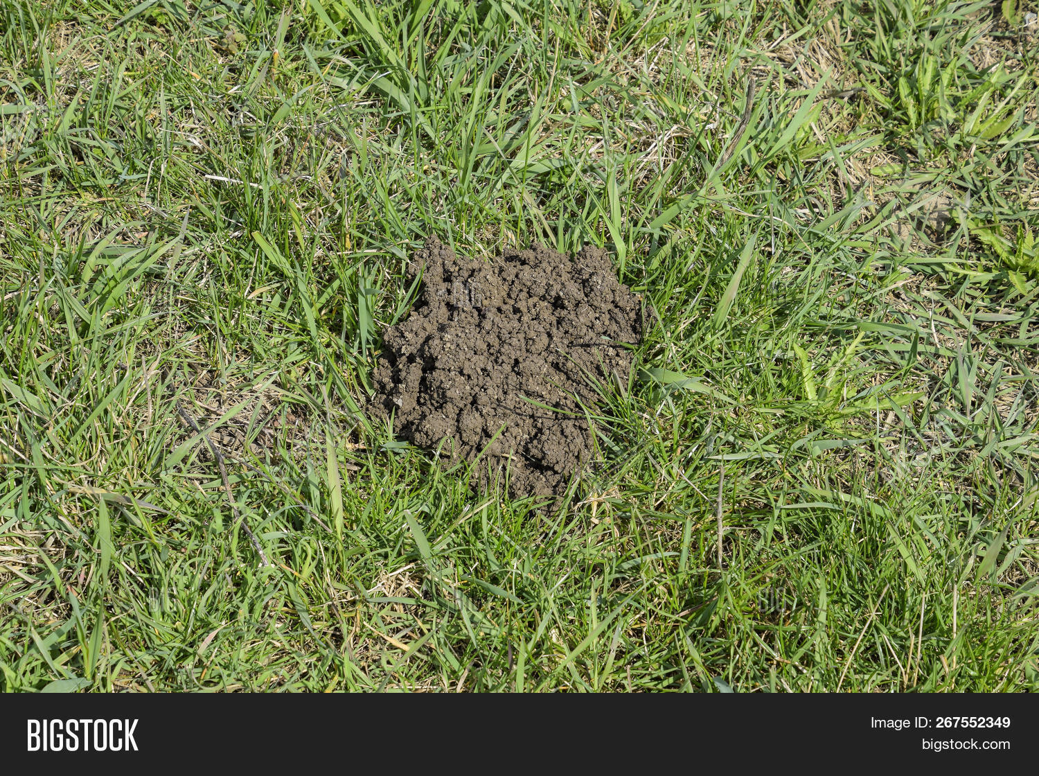Mounds Soil Left By Image & Photo (Free Trial) Bigstock