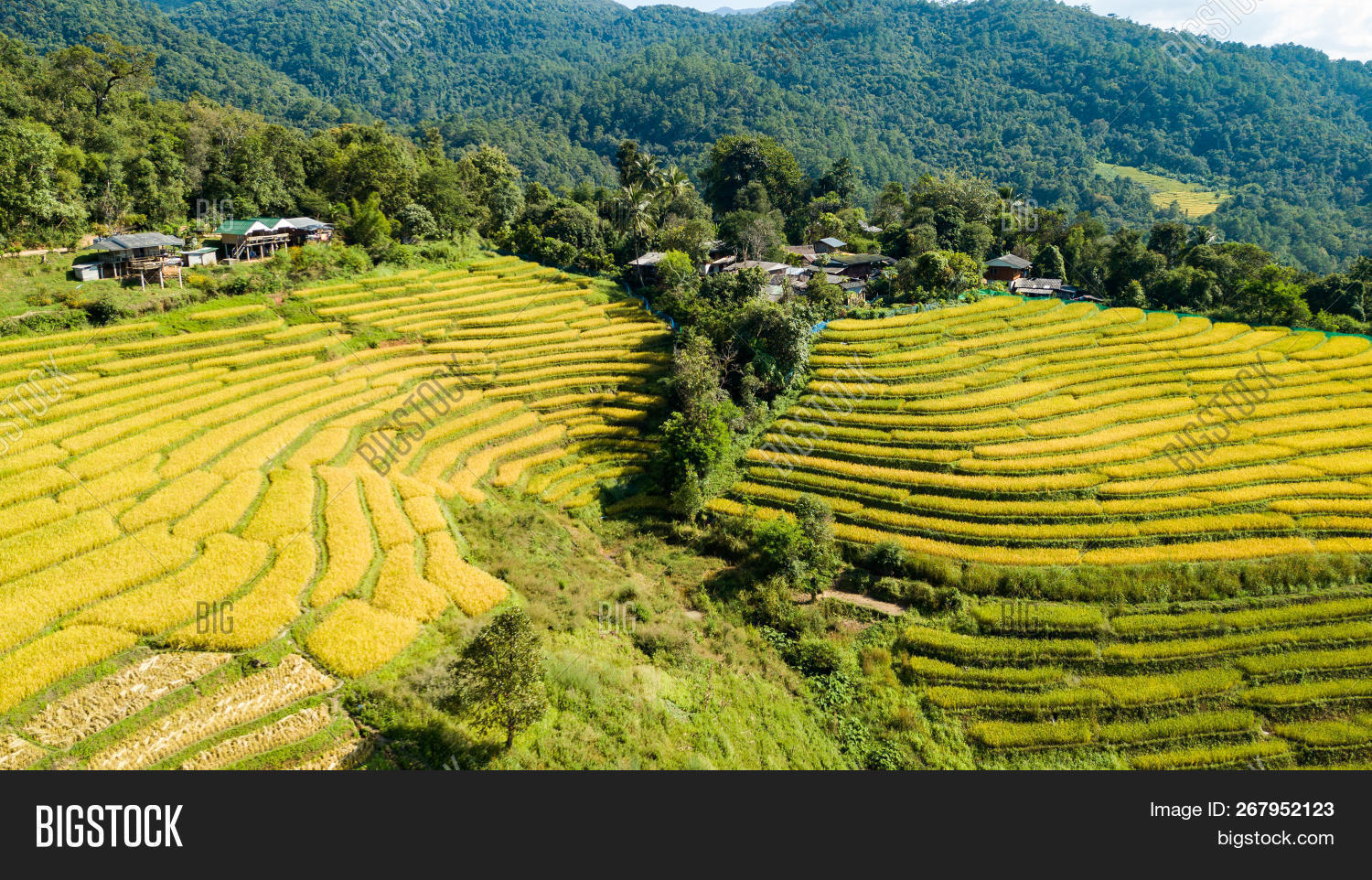Most Beautiful Rice Image & Photo (Free Trial) | Bigstock