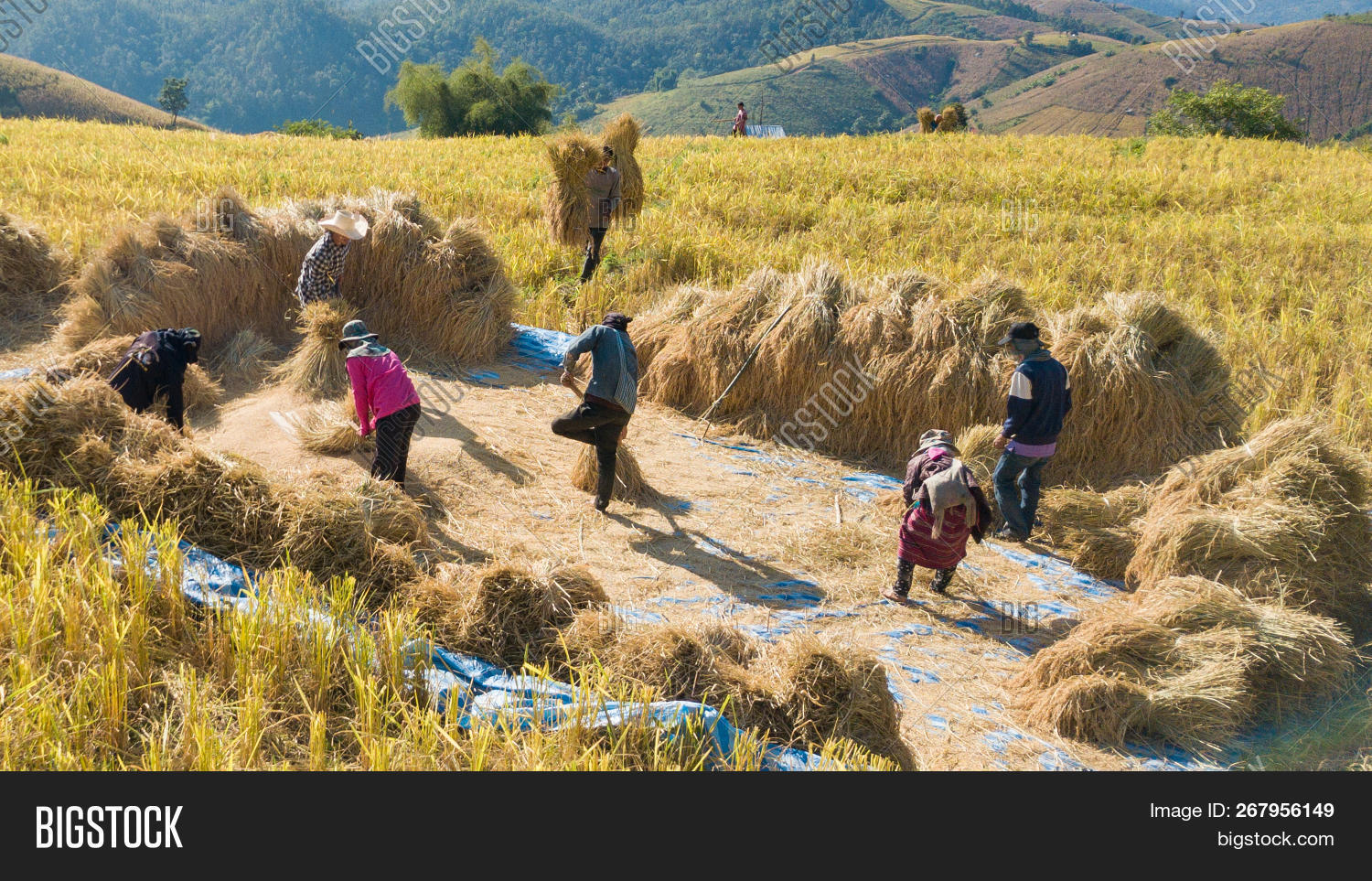 Farmers Harvest Rice Image & Photo (Free Trial) Bigstock