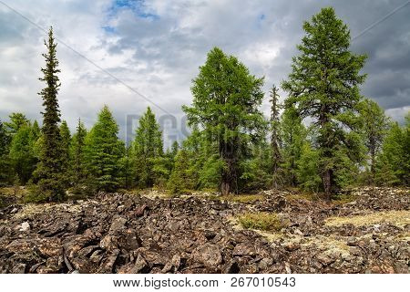Coniferous Forest Growing Near Kurumnik (boulders), In South Yakutia, Russia