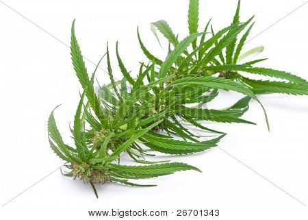 La marijuana cannabis sativa