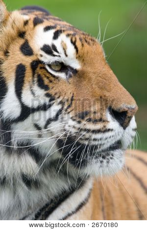 Tiger trots