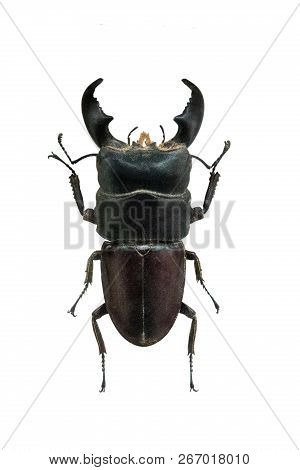 Beetle Dorcus Titanus Isolated On White Background