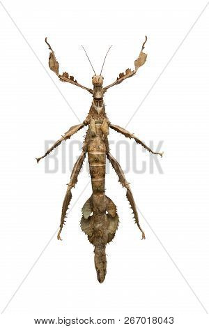 Beetle Extatosoma, Wau Valley Isolated On White Background