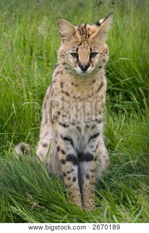 Serval zitten In Grass