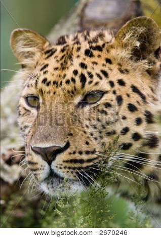 Leopard In bos