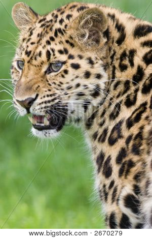 Leopard kijken Over de schouder