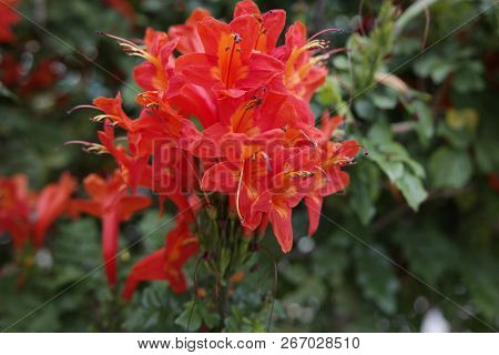 Bright Red Flowers In A Spanish Garden