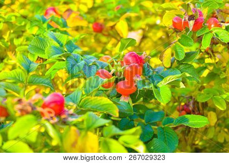 Sweet Red Berry Briar Growing On Bush With Green Leaves, Natural Plant Product Hanging On Branch. Br