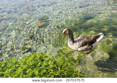 Azmak River, Akyaka, Mugla, Turkey. Nature Composition.
