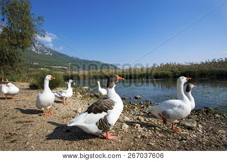 Azmak River, Akyaka, Mugla, Turkey. Nature Composition.
