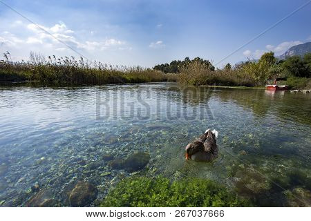 Azmak River, Akyaka, Mugla, Turkey. Nature Composition.