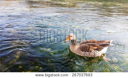 Azmak River, Akyaka, Mugla, Turkey. Nature Composition.
