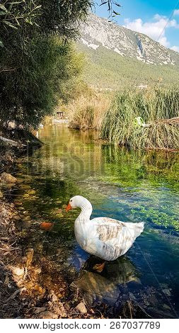 Azmak River, Akyaka, Mugla, Turkey. Nature Composition.