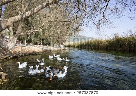 Azmak River, Akyaka, Mugla, Turkey. Nature Composition.