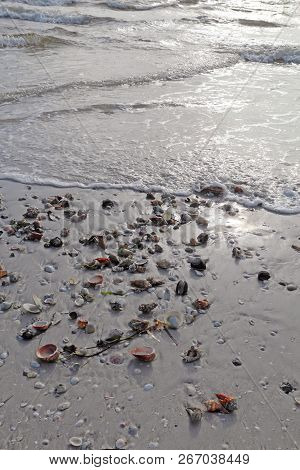 Shells On The Beach At Low Tide Including The Fighting Conch And Lightning Whelk On Sanibel Island, 