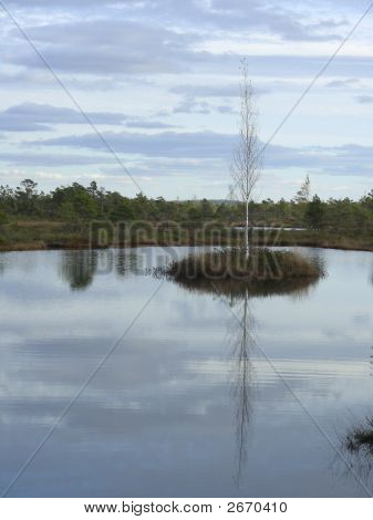Marsh
