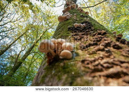 Mushroom Photographed From Below Towards The Green Foliage With Its Tree Crown And Branches Against 
