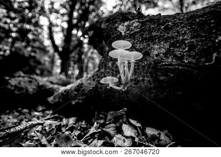 Fallen Dead Tree Trunk In An Autumn Forest. Slimy White Fungi Take Over Tree Stump As Part Of A Natu
