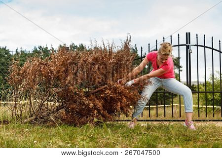 Woman Gardener Removing And Pulling Withered Dried Thuja Tree From Her Backyard. Hard Yard Work Arou