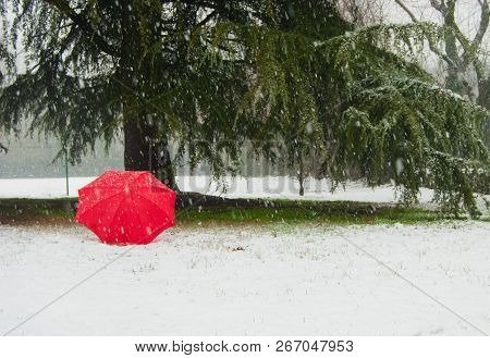 One Umbrella In Contrast With The Snow And Green Cedrus Deodara