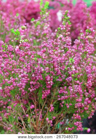 Erica Gracilis Is A Pink Plant. Beautiful Floral Background.