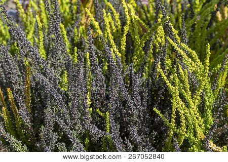 Full Frame Green Plant Stipes Closeup In Sunny Ambiance