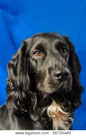 Spaniel PortrÃ¤t