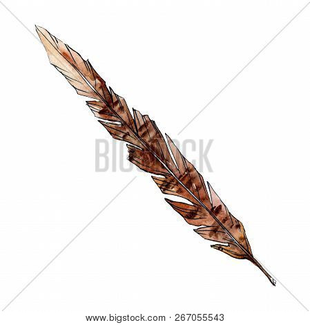 Brown Feater. Watercolor Bird Feather From Wing Isolated. Aquarelle Feather For Texture. Background 