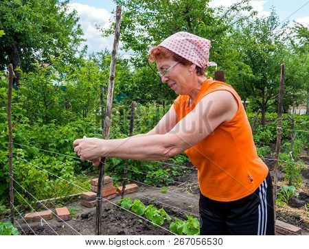 Voronezh, Russia - June 10, 2018: Elderly Woman Pulls The Trellis