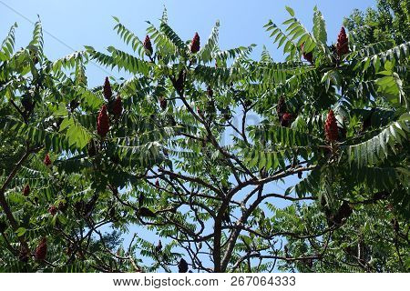 Branches Of Rhus Typhina With Red Fruit Clusters Against Blue Sky