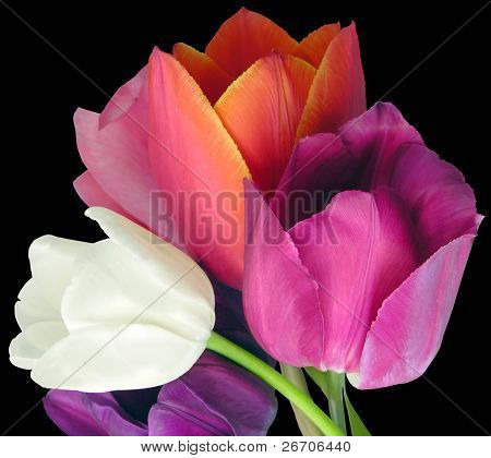 Tulipaner