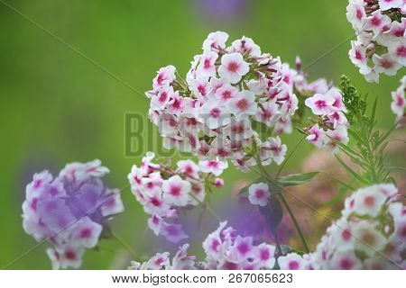 White Flowers. Blooming Flowers. White Phlox On A Green Grass. Garden With Phlox. Garden Flowers. Na