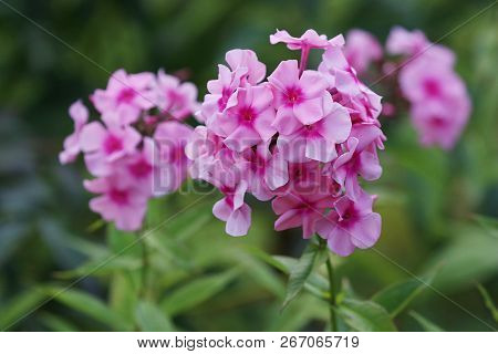 Pink Flowers. Blooming Flowers. Pink Phlox On A Green Grass. Garden With Phlox. Garden Flowers. Natu