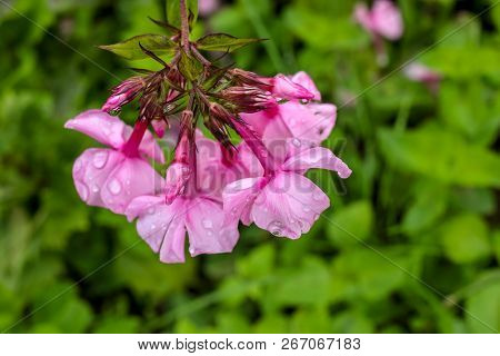 Pink Flowers. Blooming Flowers. Pink Phlox On A Green Grass. Garden With Phlox. Garden Flowers. Natu