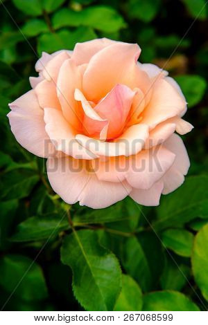 Closeup Macro Pink Floribunda Hybrid Rose Tea Crossbreed