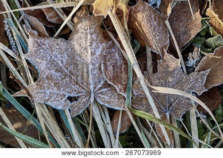 Fallen leaves forzen on the ground