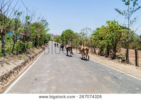 Cows On A Road Near Chalatenango, El Salvador